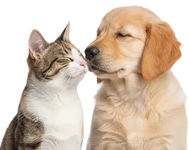 Рейтинг корма
